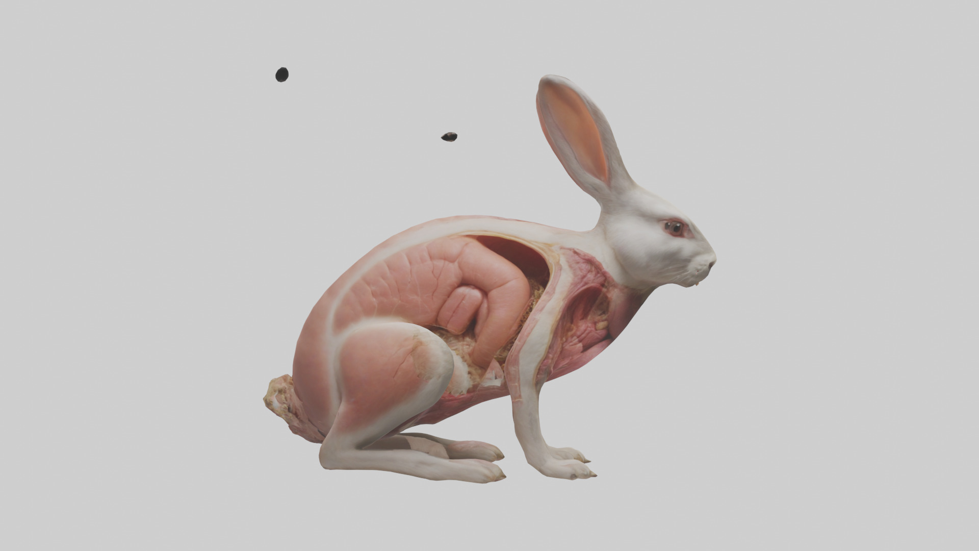 Rabbit Digestive System Low-poly 3D model_13