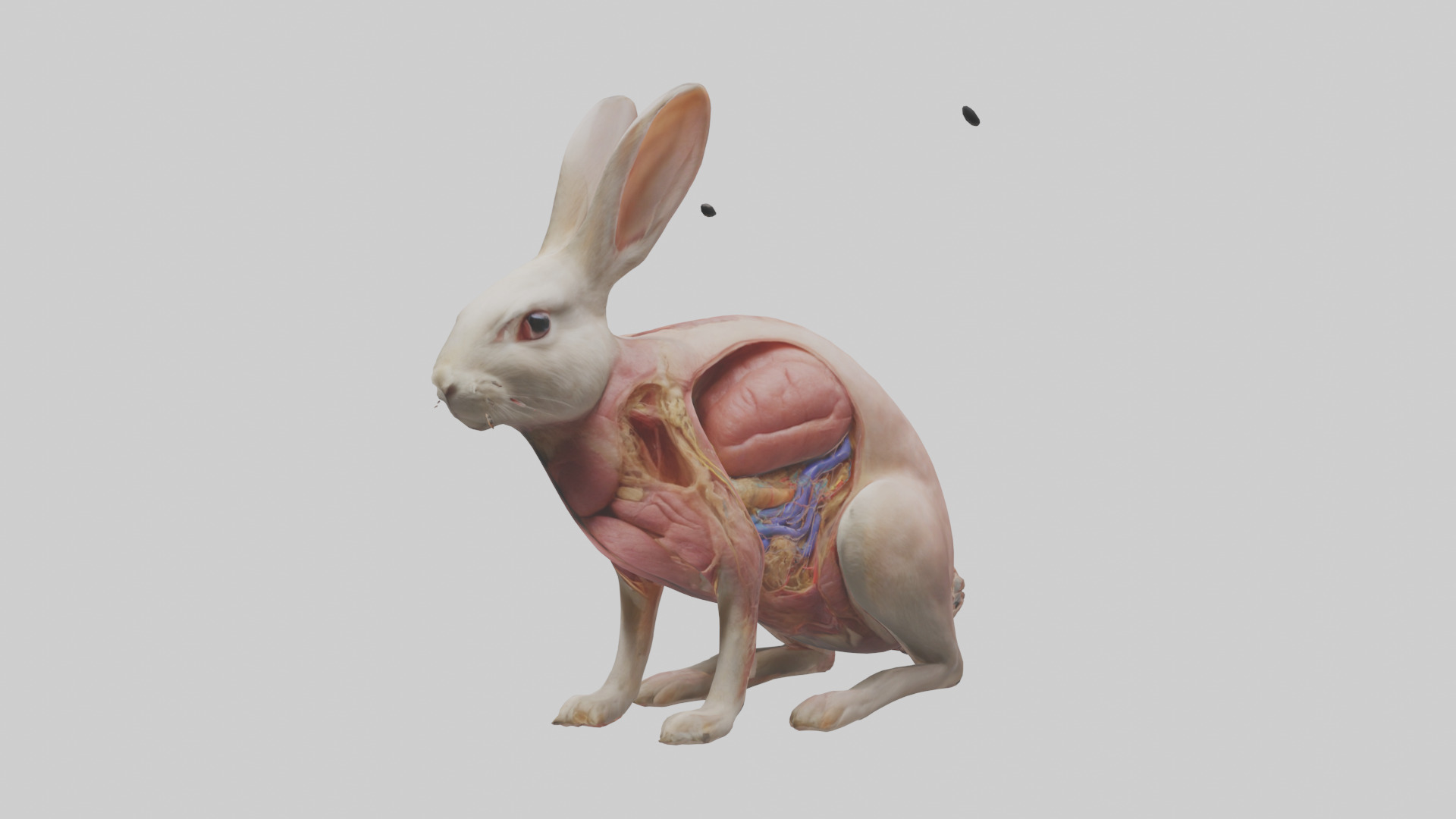 Rabbit Digestive System Low-poly 3D model_10