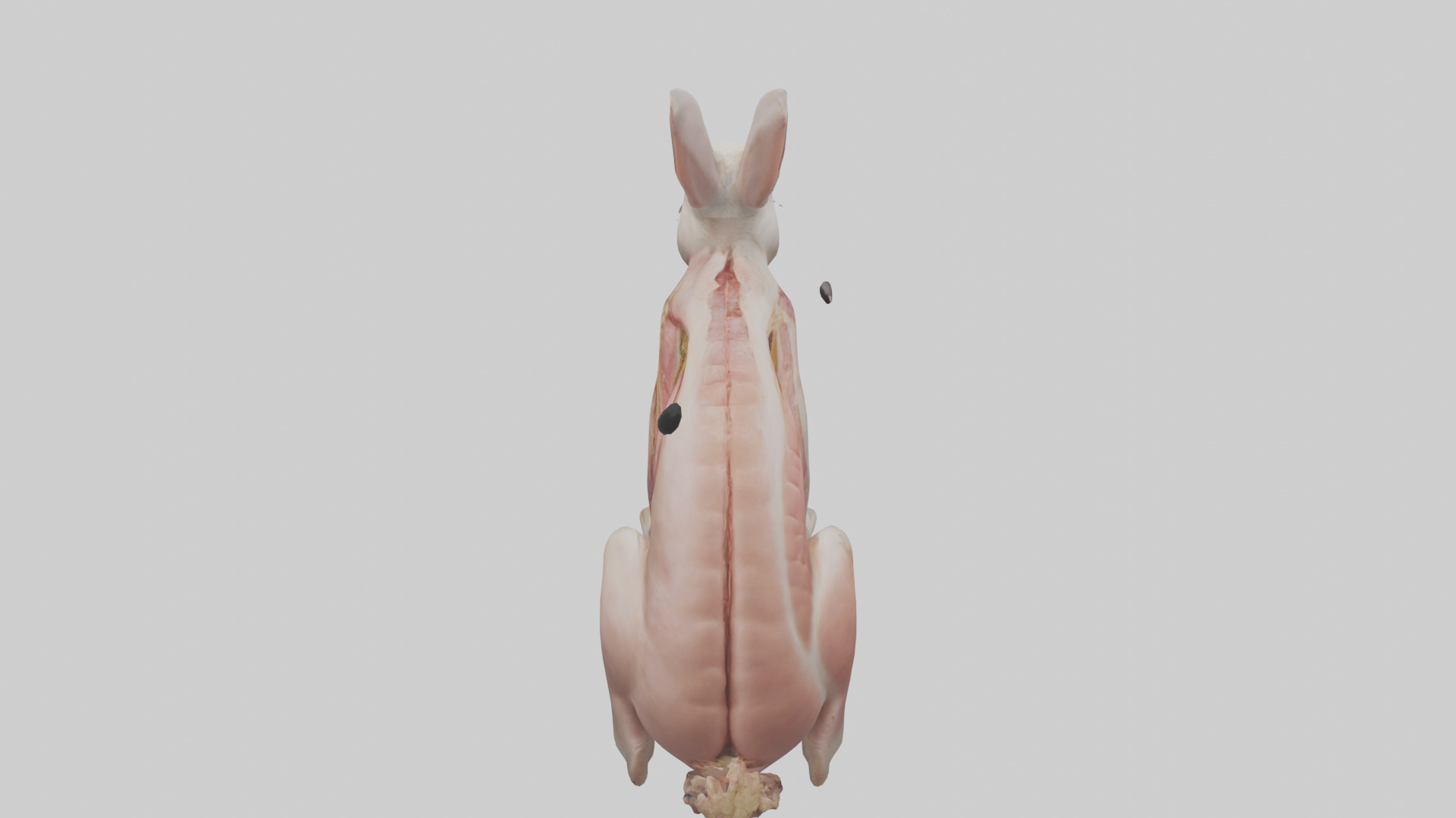 Rabbit Digestive System Low-poly 3D model_15