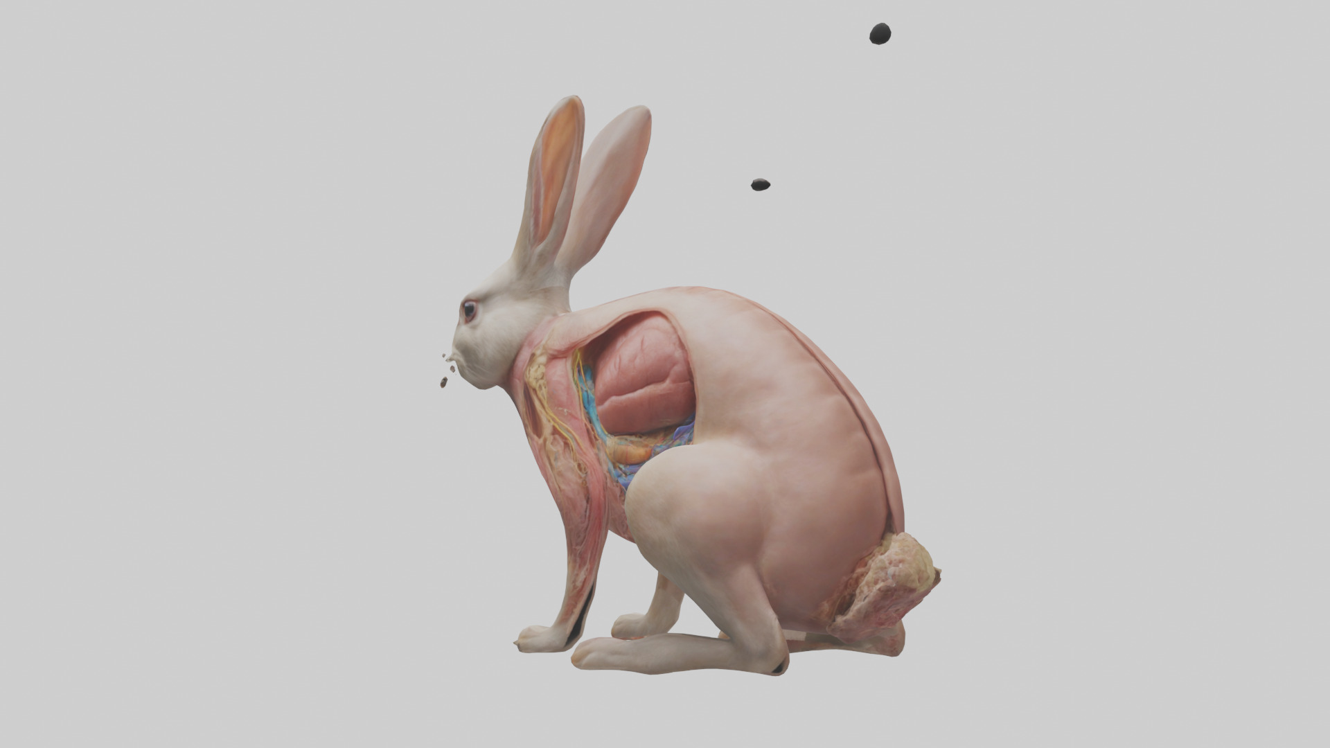 Rabbit Digestive System Low-poly 3D model_1
