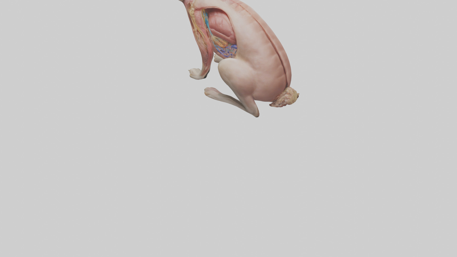 Rabbit Digestive System Low-poly 3D model_3