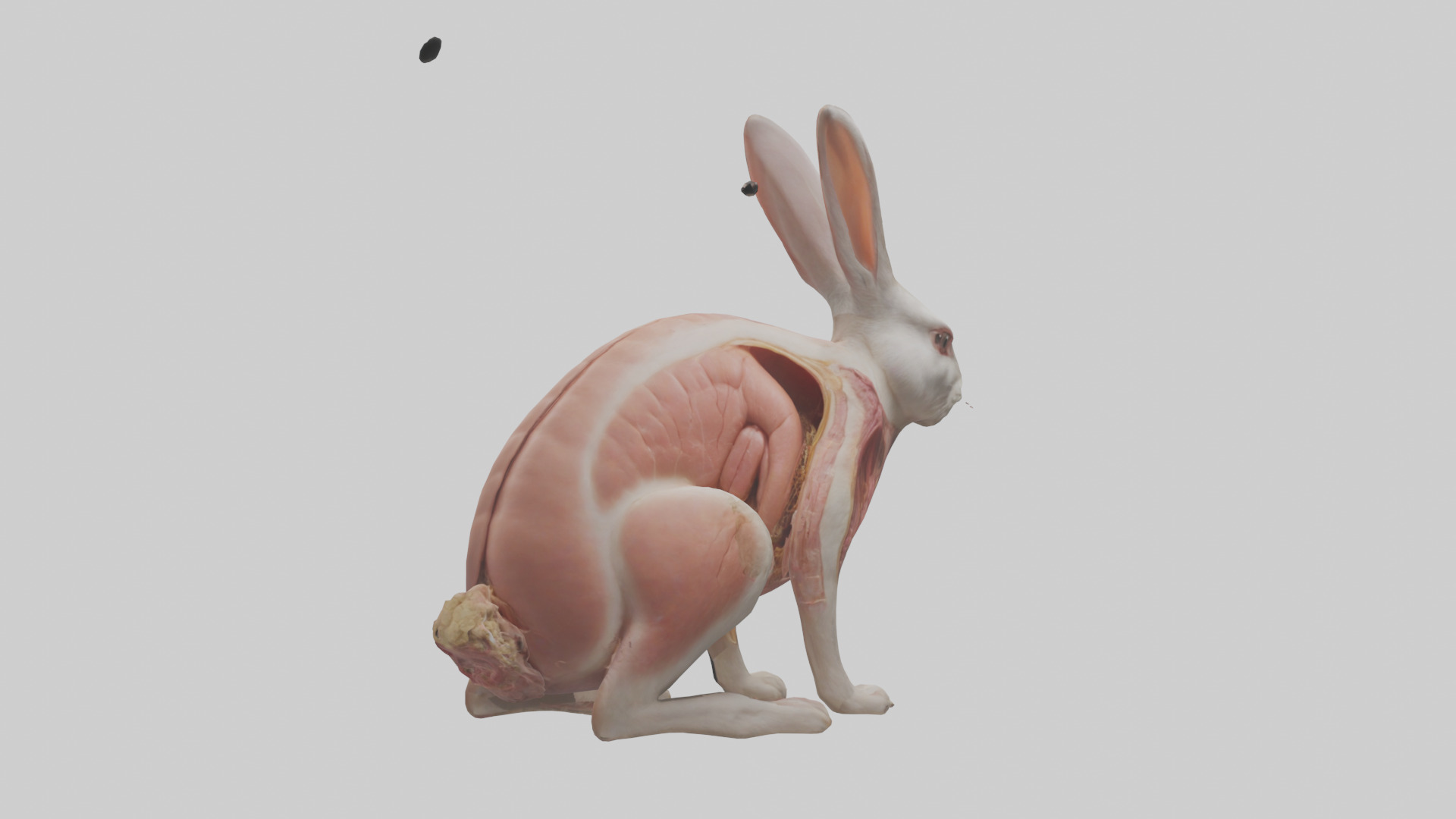 Rabbit Digestive System Low-poly 3D model_2