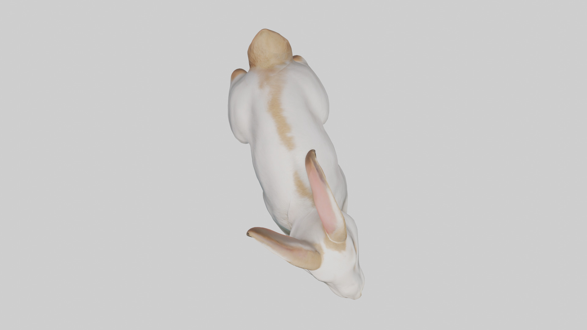 Rabbit hopping model Low-poly 3D model_14