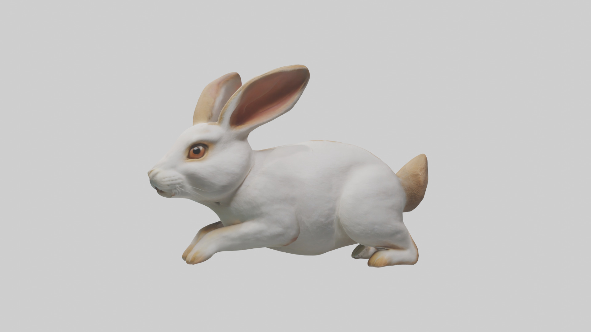 Rabbit hopping model Low-poly 3D model_12