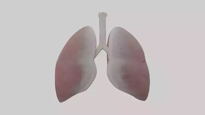 Rabbit Lungs