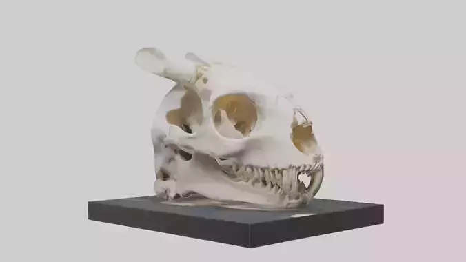 Rabbit Skull