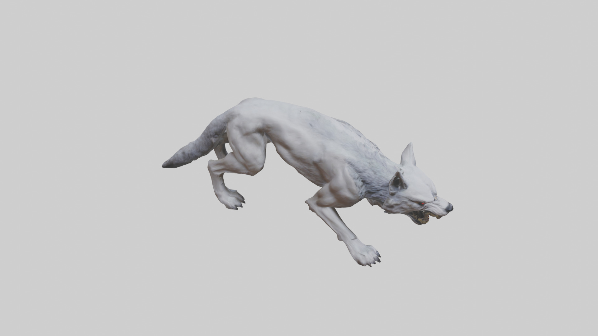 Rabid wolf model Low-poly 3D model_18