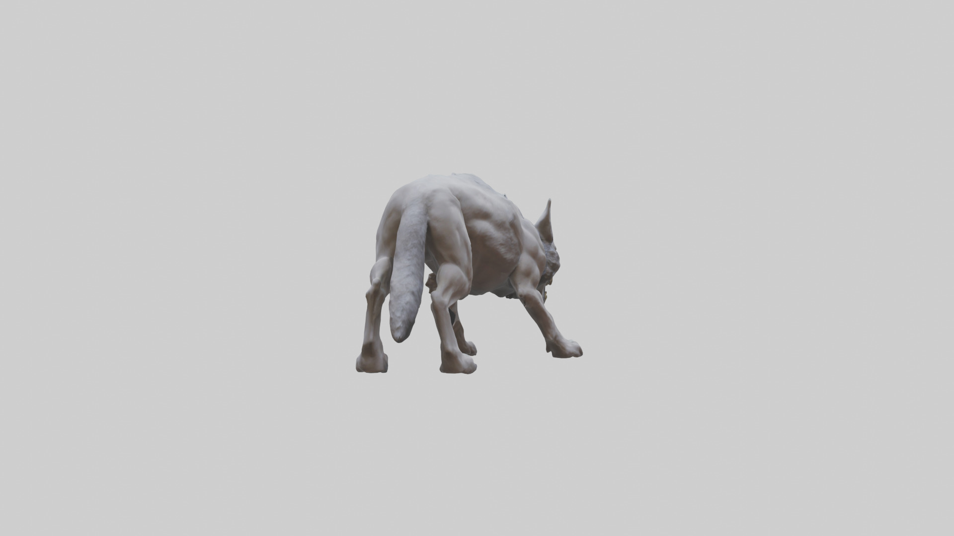 Rabid wolf model Low-poly 3D model_1