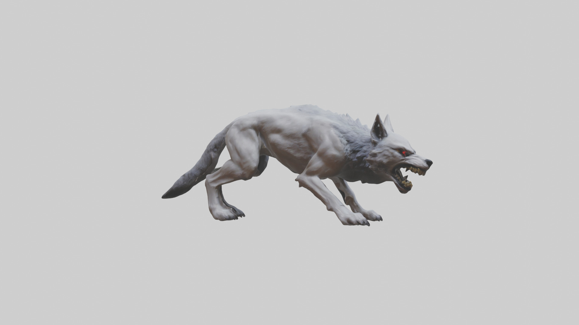 Rabid wolf model Low-poly 3D model_13