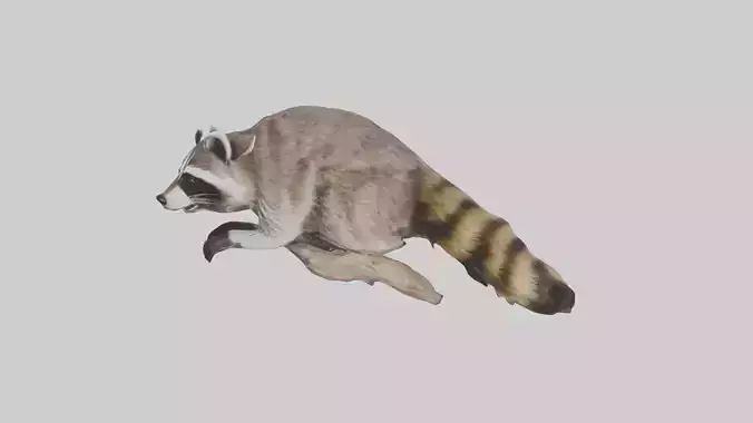 Raccoon climbing model