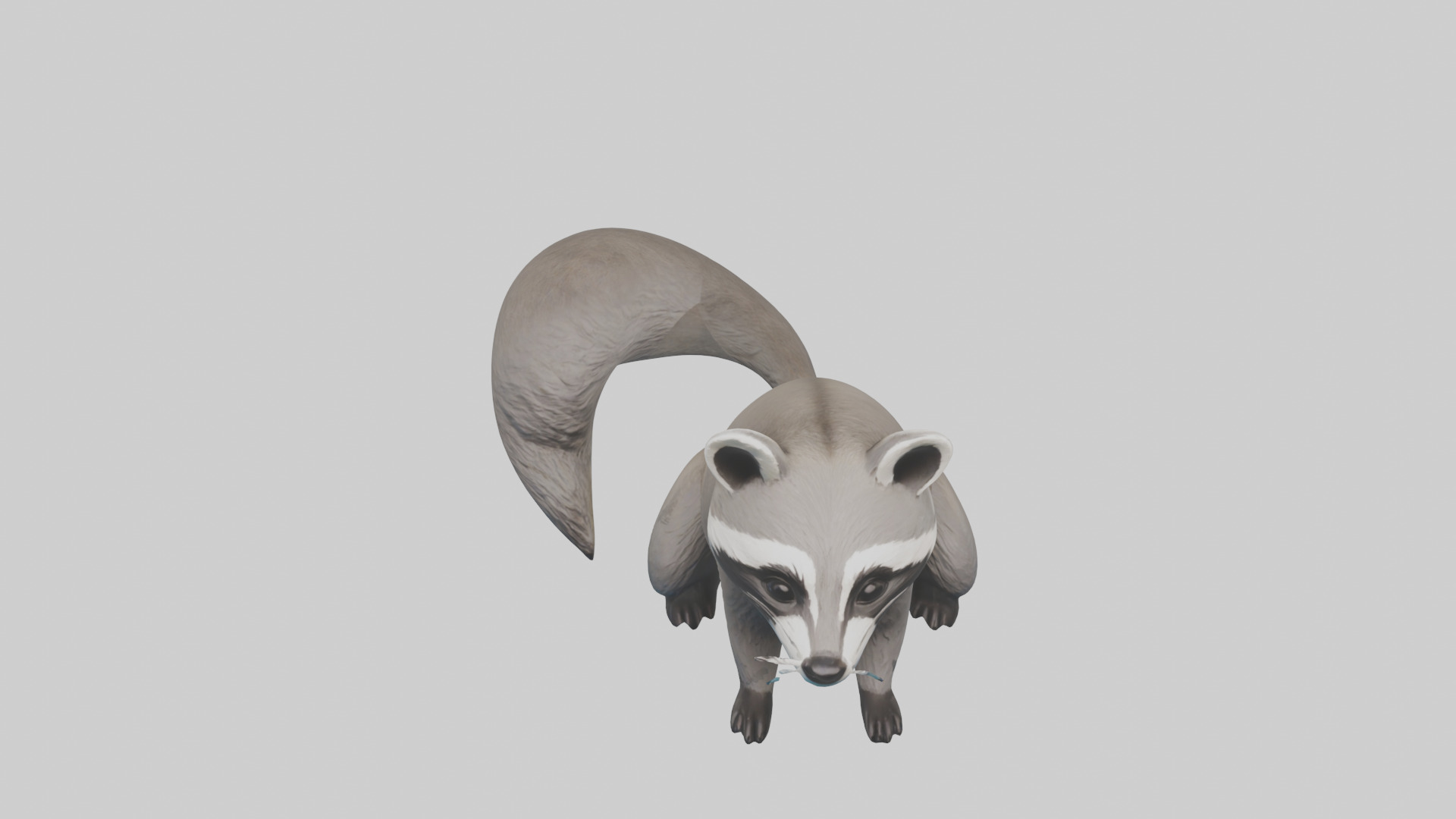 Raccoon hiding model Low-poly 3D model_16