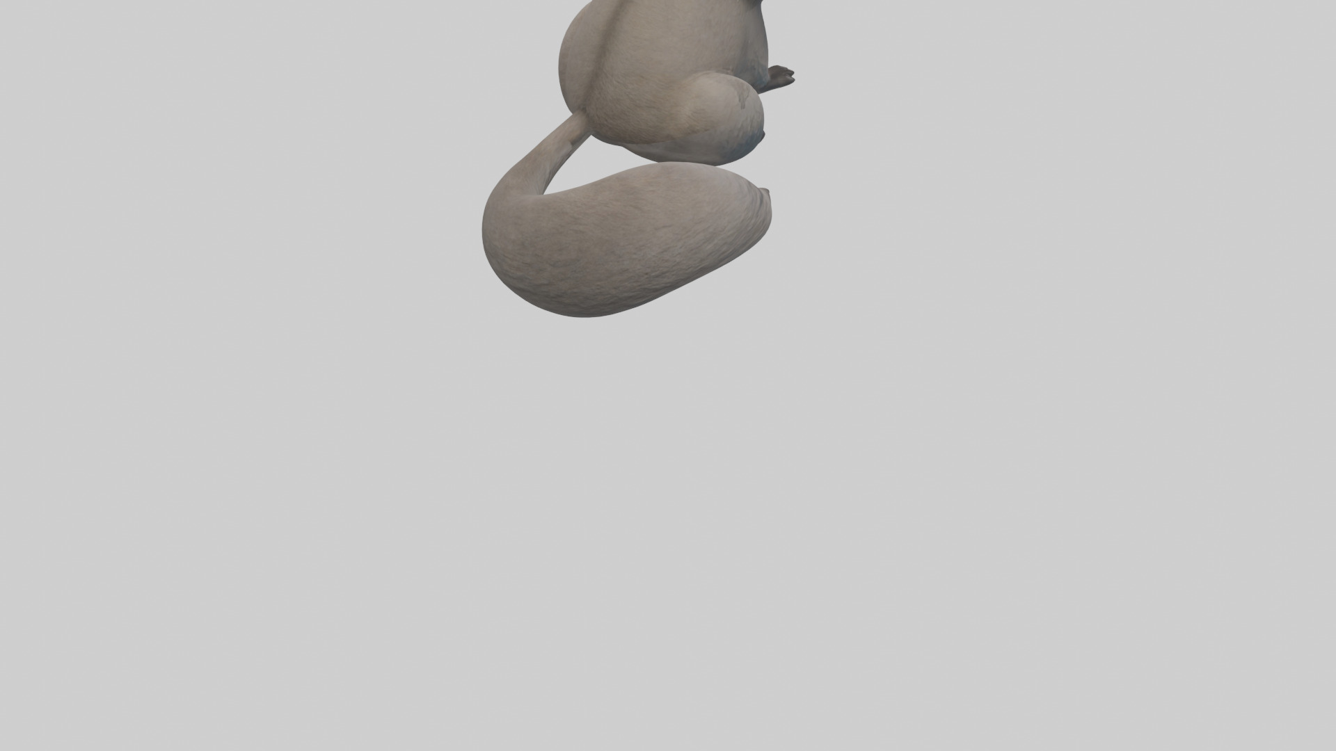 Raccoon hiding model Low-poly 3D model_5