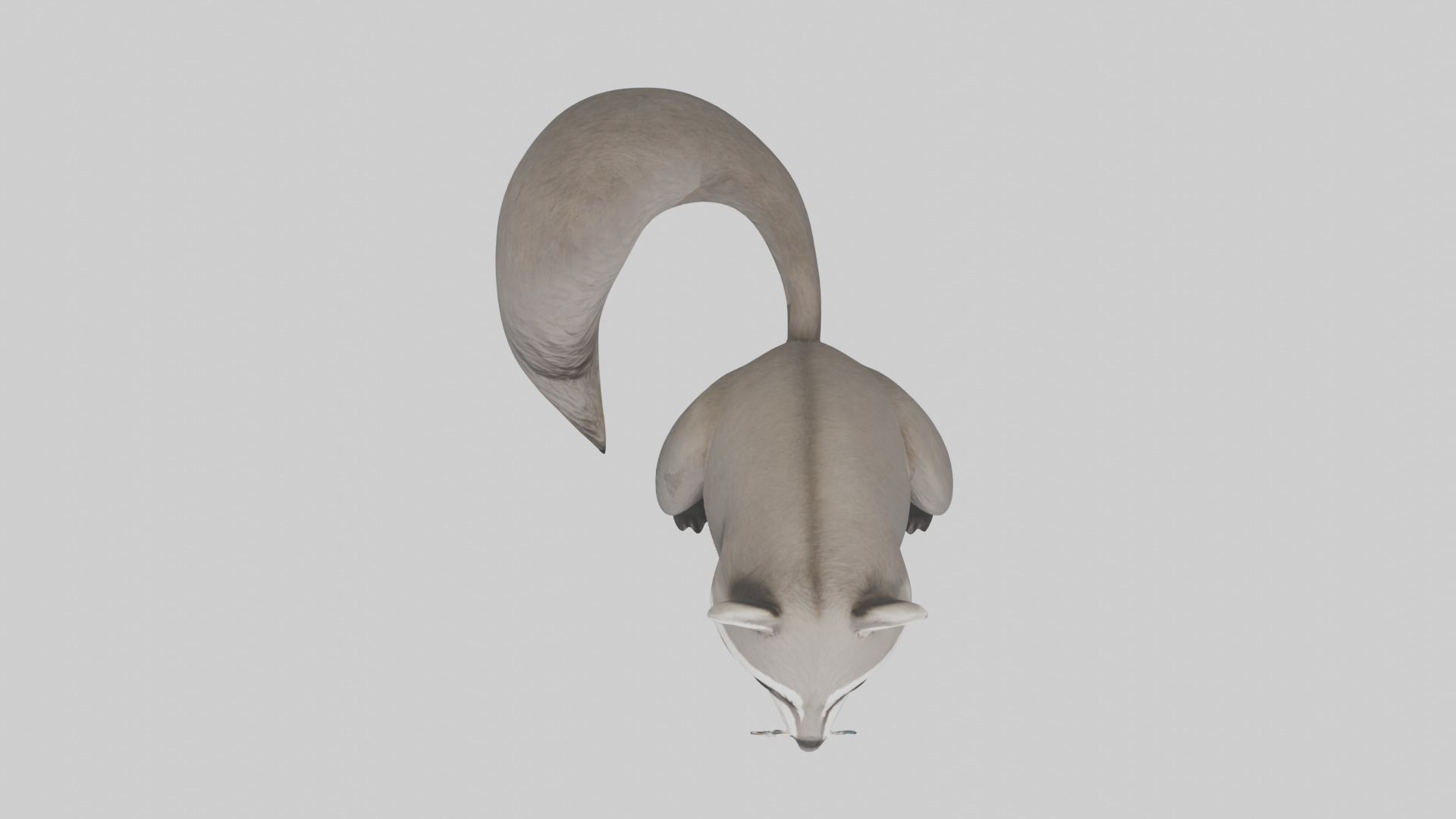 Raccoon hiding model Low-poly 3D model_14