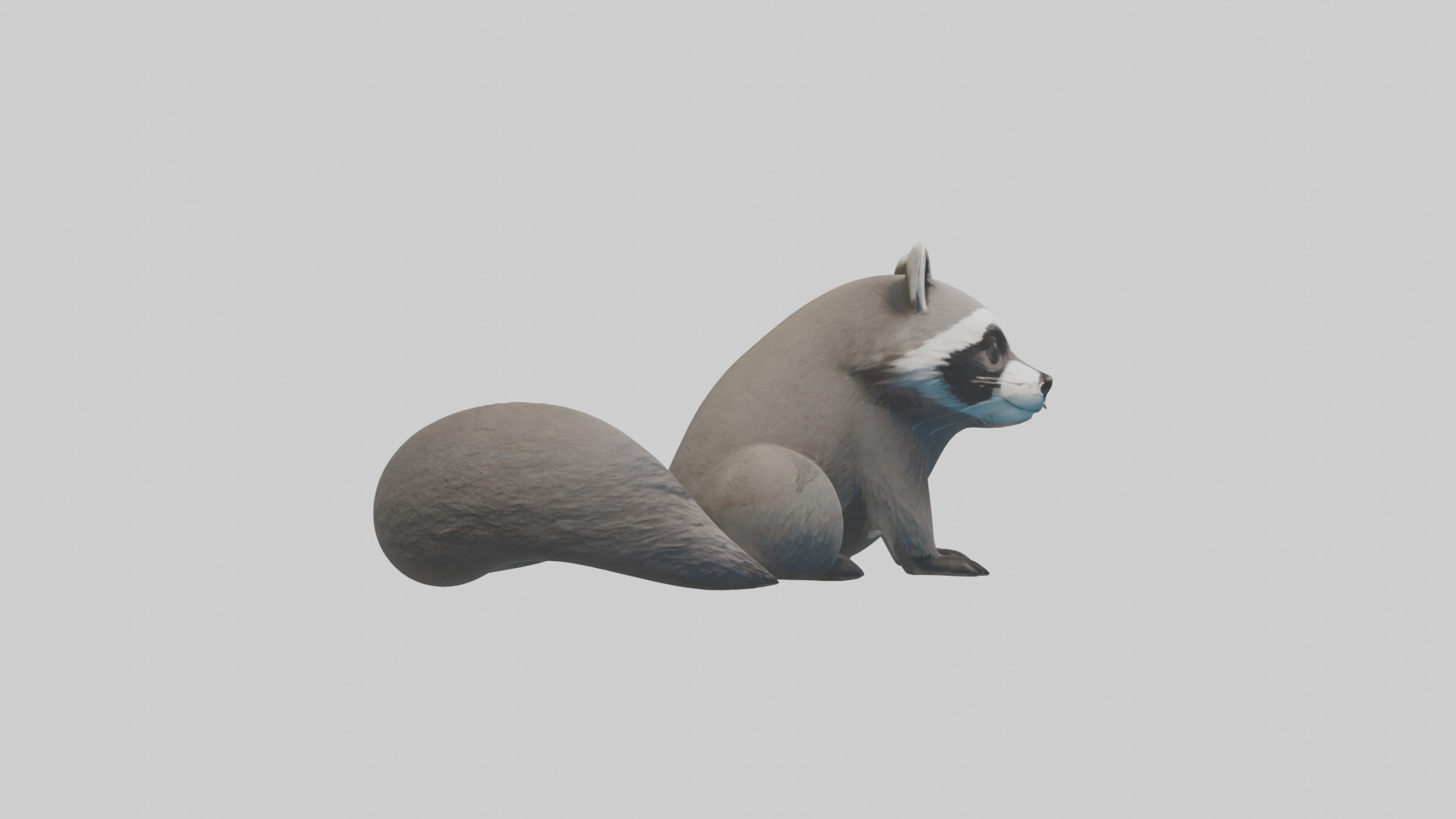 Raccoon hiding model Low-poly 3D model_13