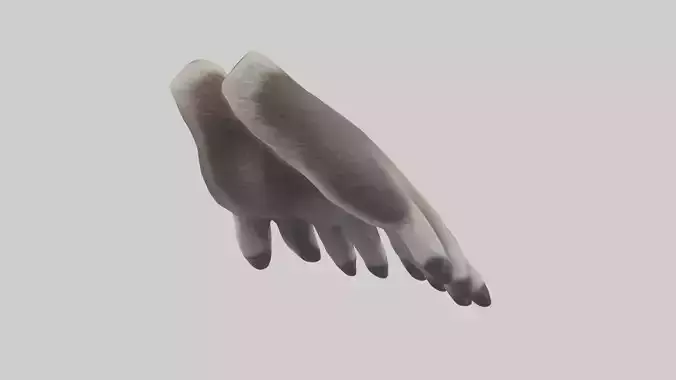 Raccoon Paws Model