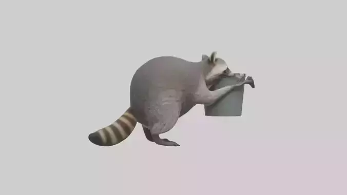 Raccoon scavenging model