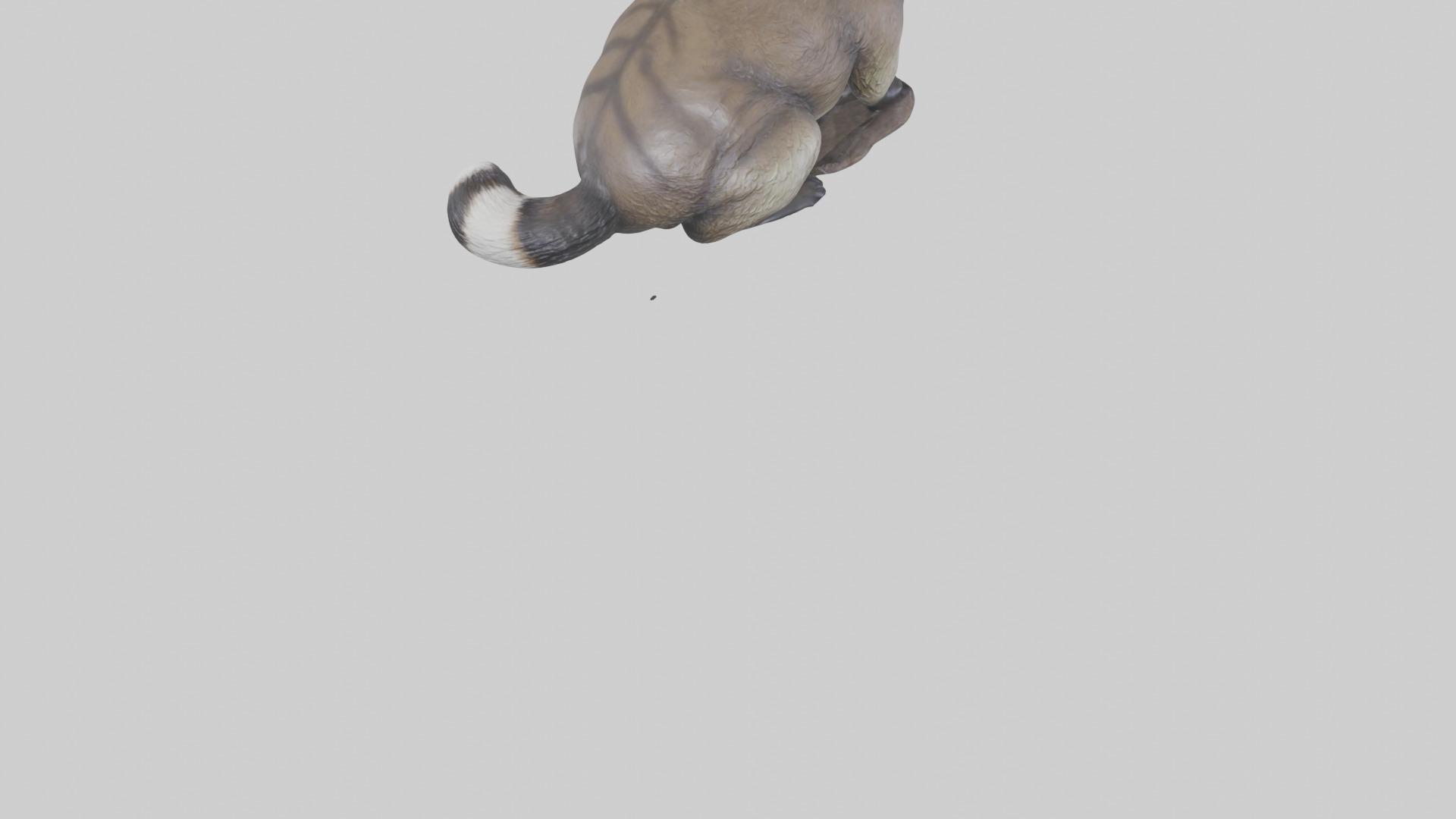 Raccoon statue model Low-poly 3D model_5