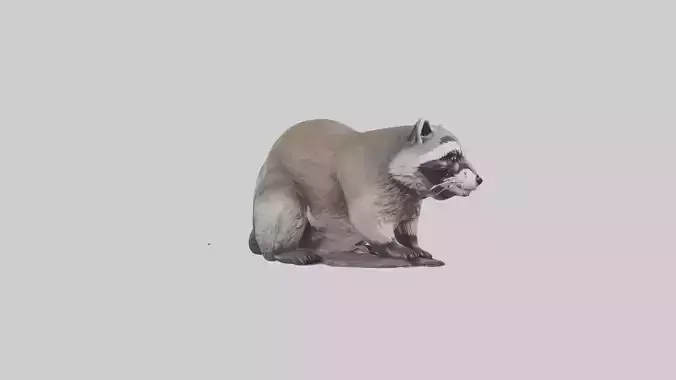 Raccoon statue model