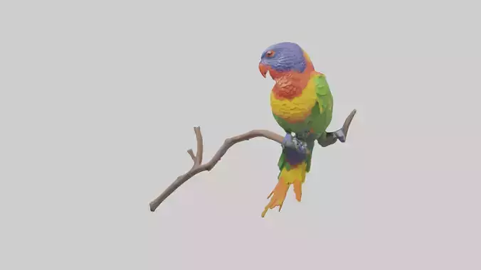 Rainbow Lorikeet perched model