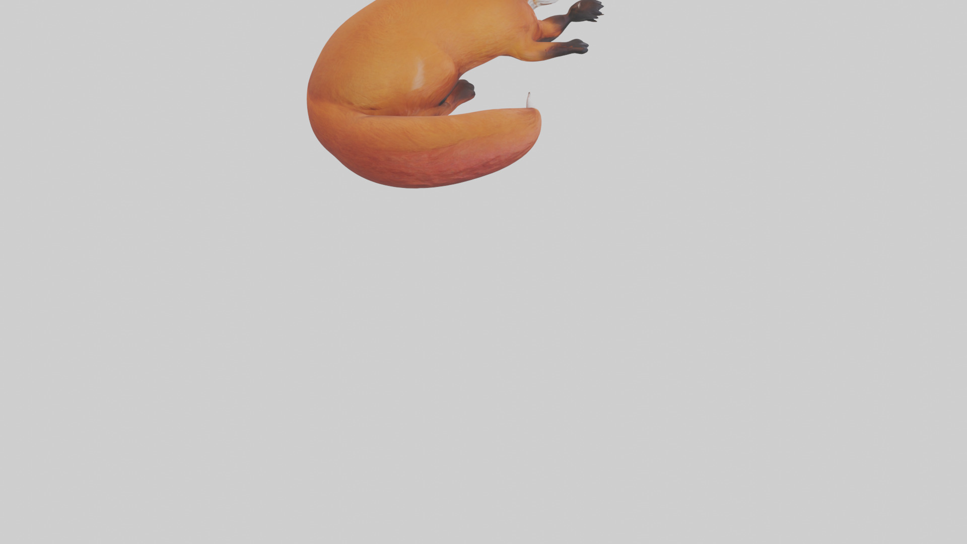 Red Fox resting model Low-poly 3D model_6