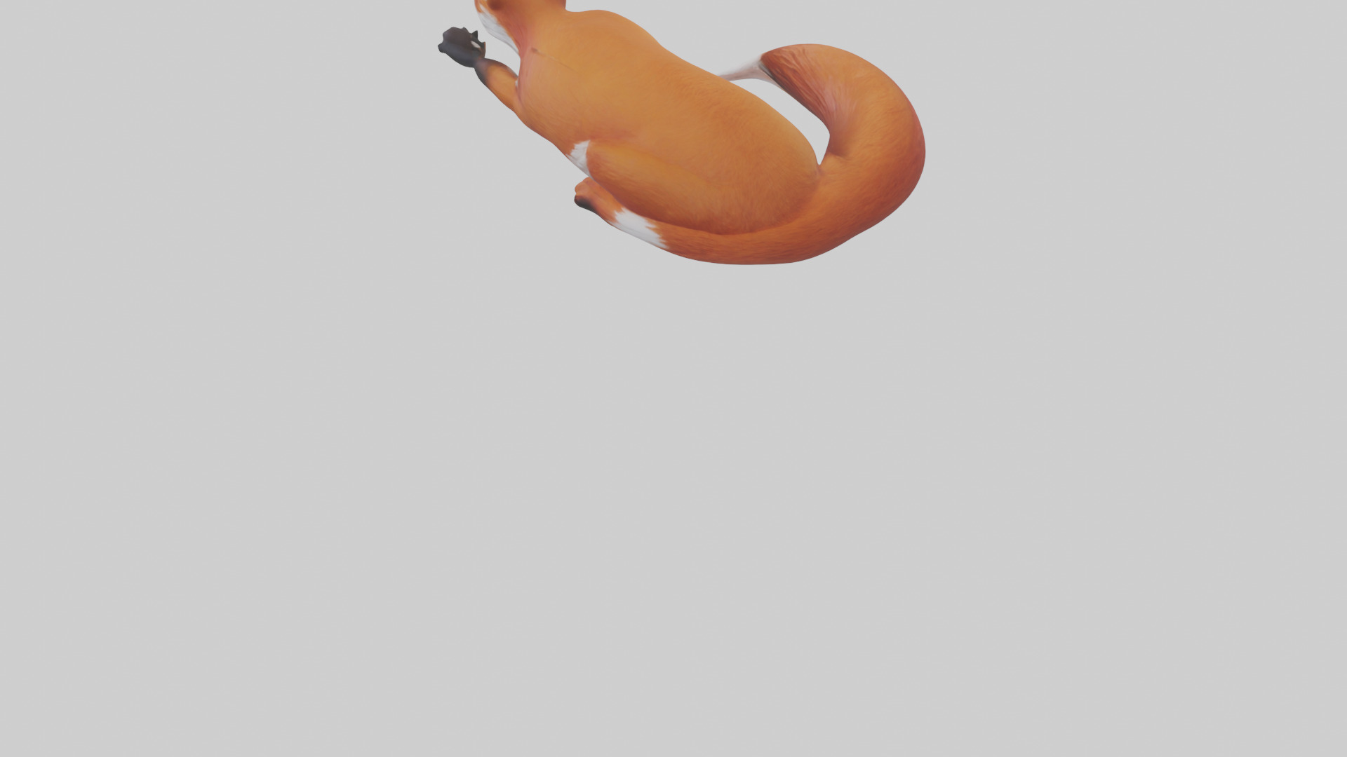 Red Fox resting model Low-poly 3D model_5