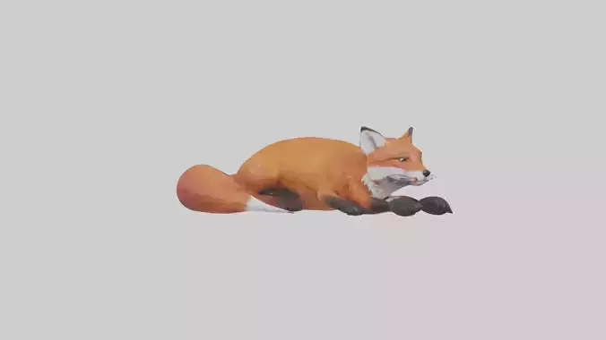 Red Fox resting model Low-poly 3D model