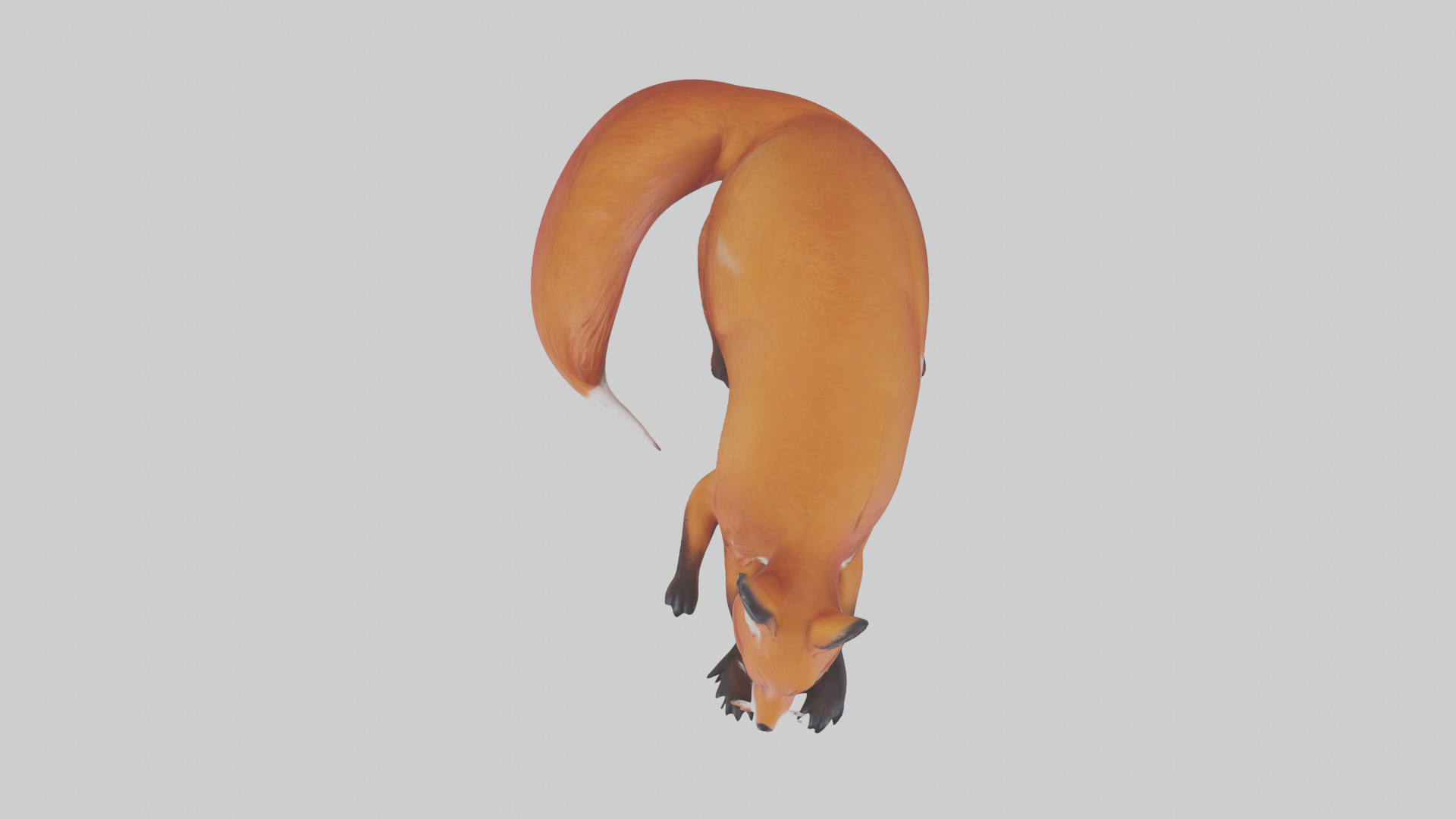 Red Fox resting model Low-poly 3D model_14