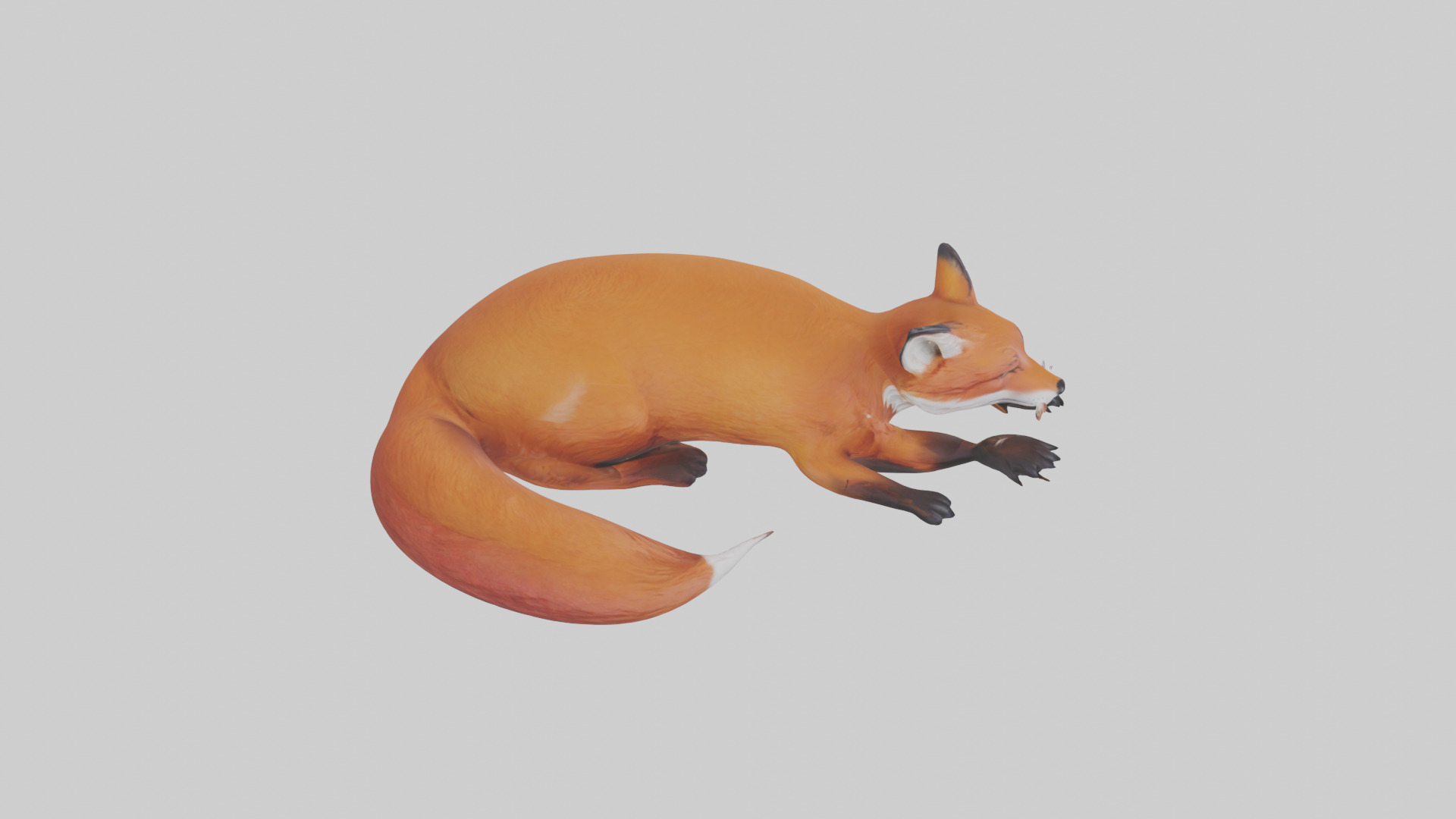 Red Fox resting model Low-poly 3D model_18
