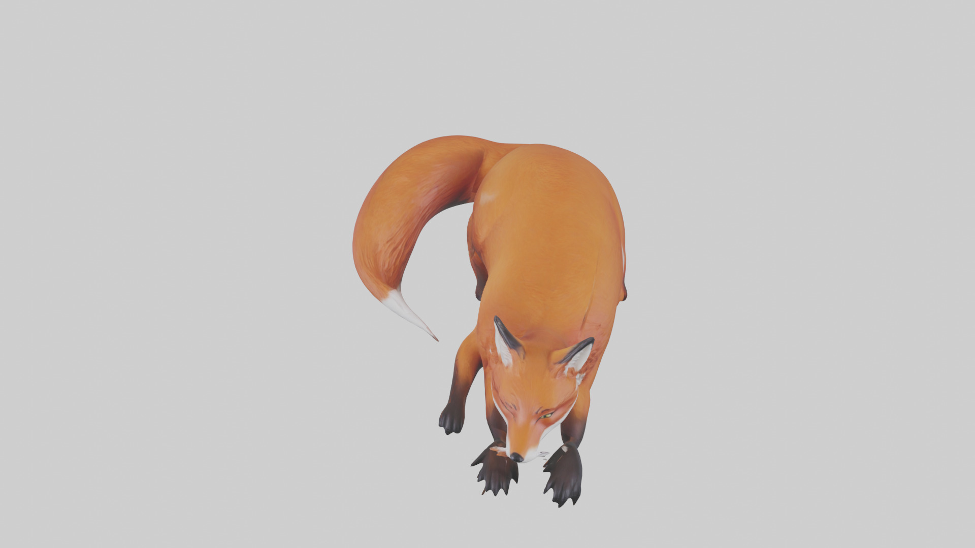 Red Fox resting model Low-poly 3D model_16