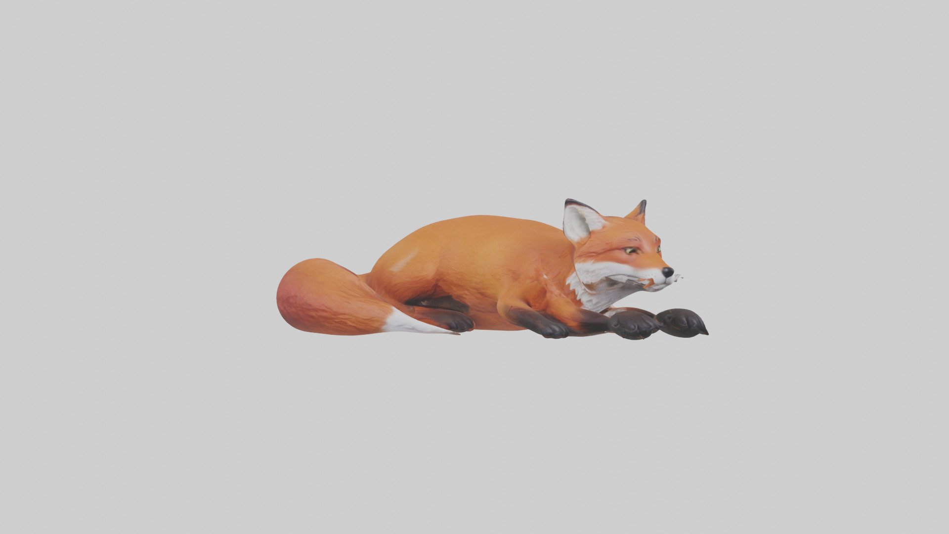 Red Fox resting model Low-poly 3D model_11