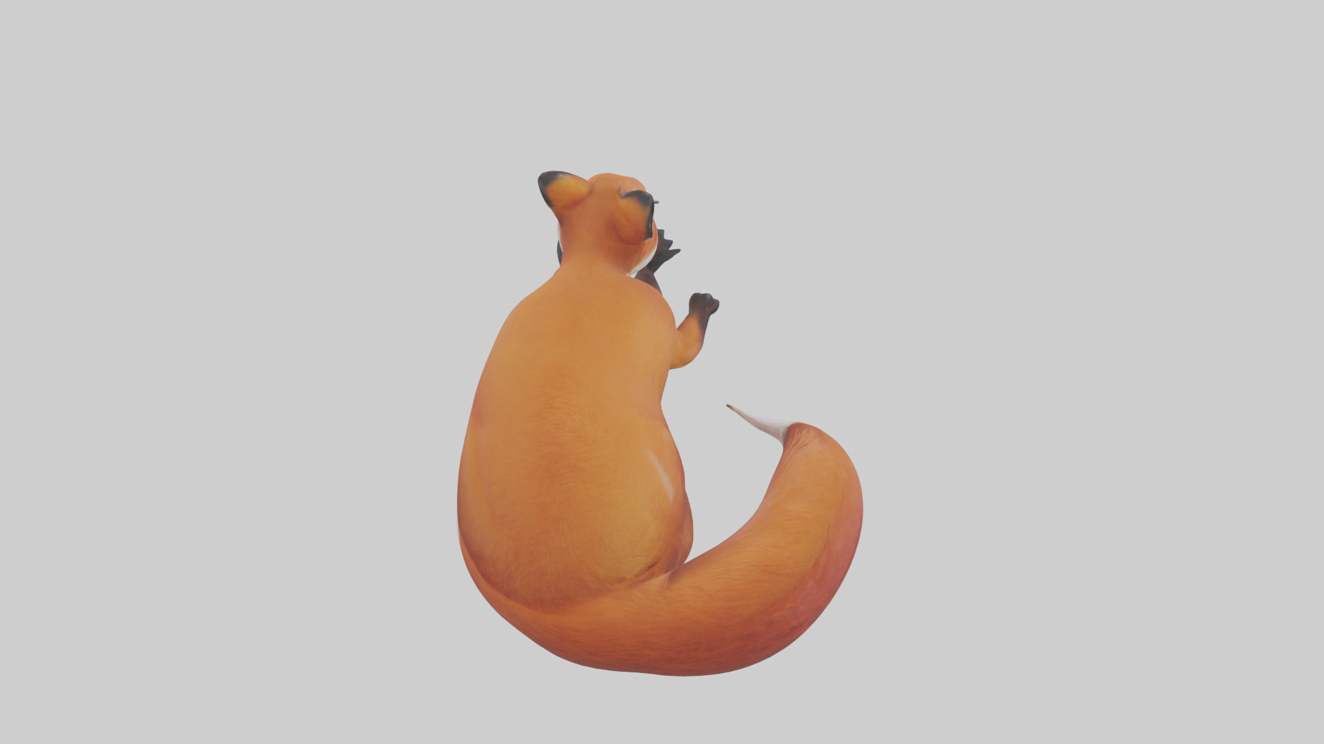 Red Fox resting model Low-poly 3D model_15