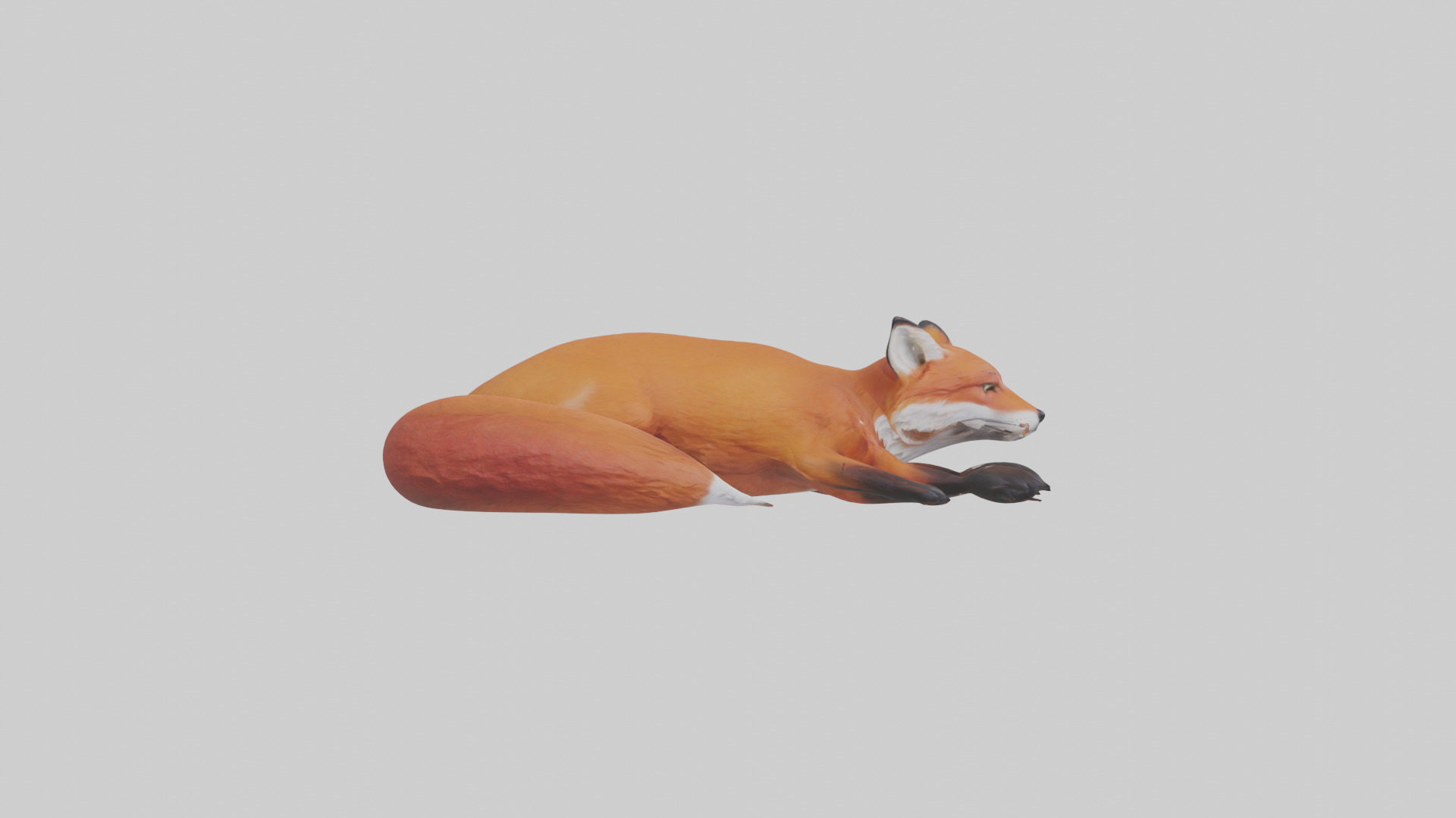 Red Fox resting model Low-poly 3D model_13