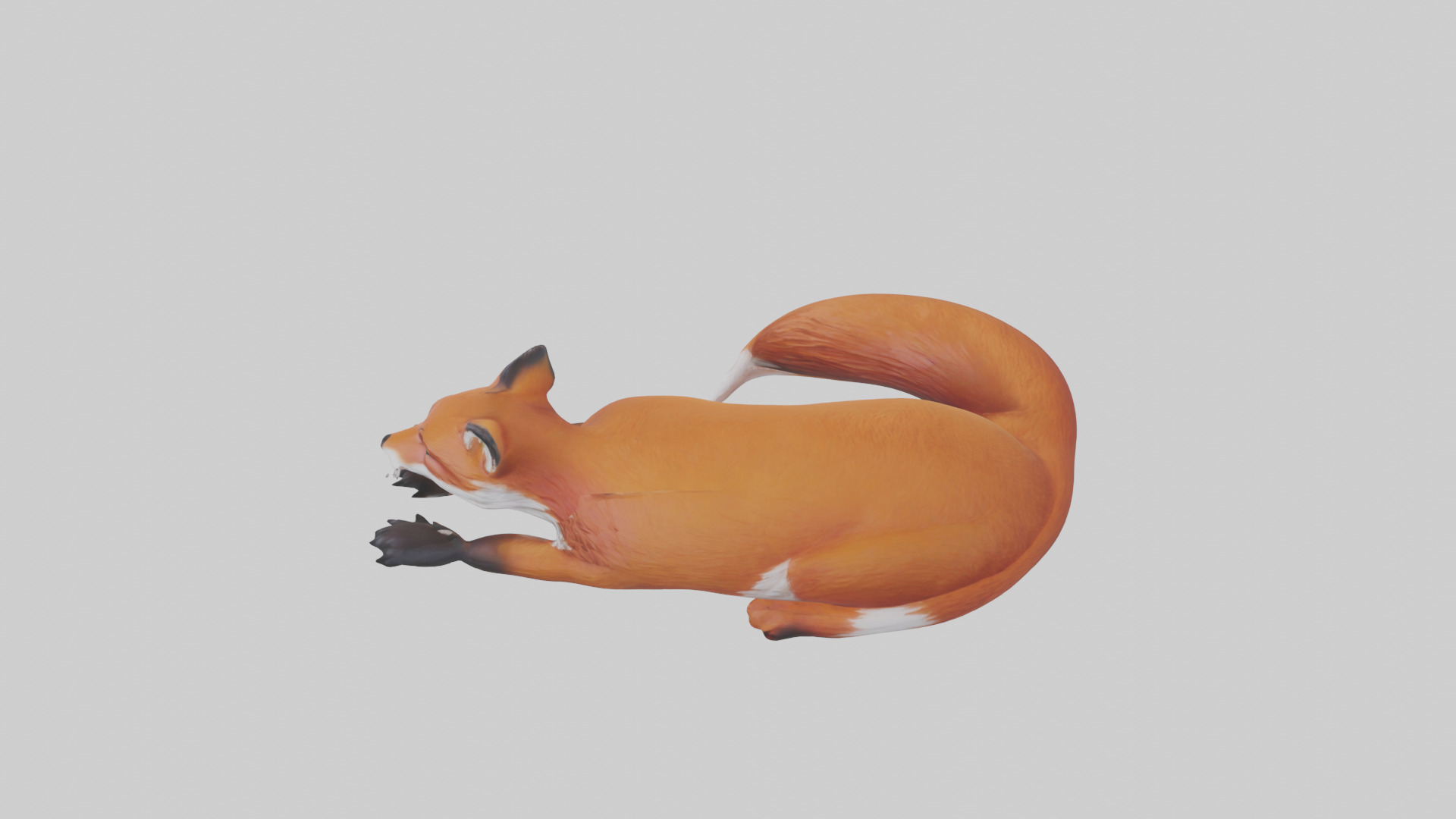 Red Fox resting model Low-poly 3D model_17