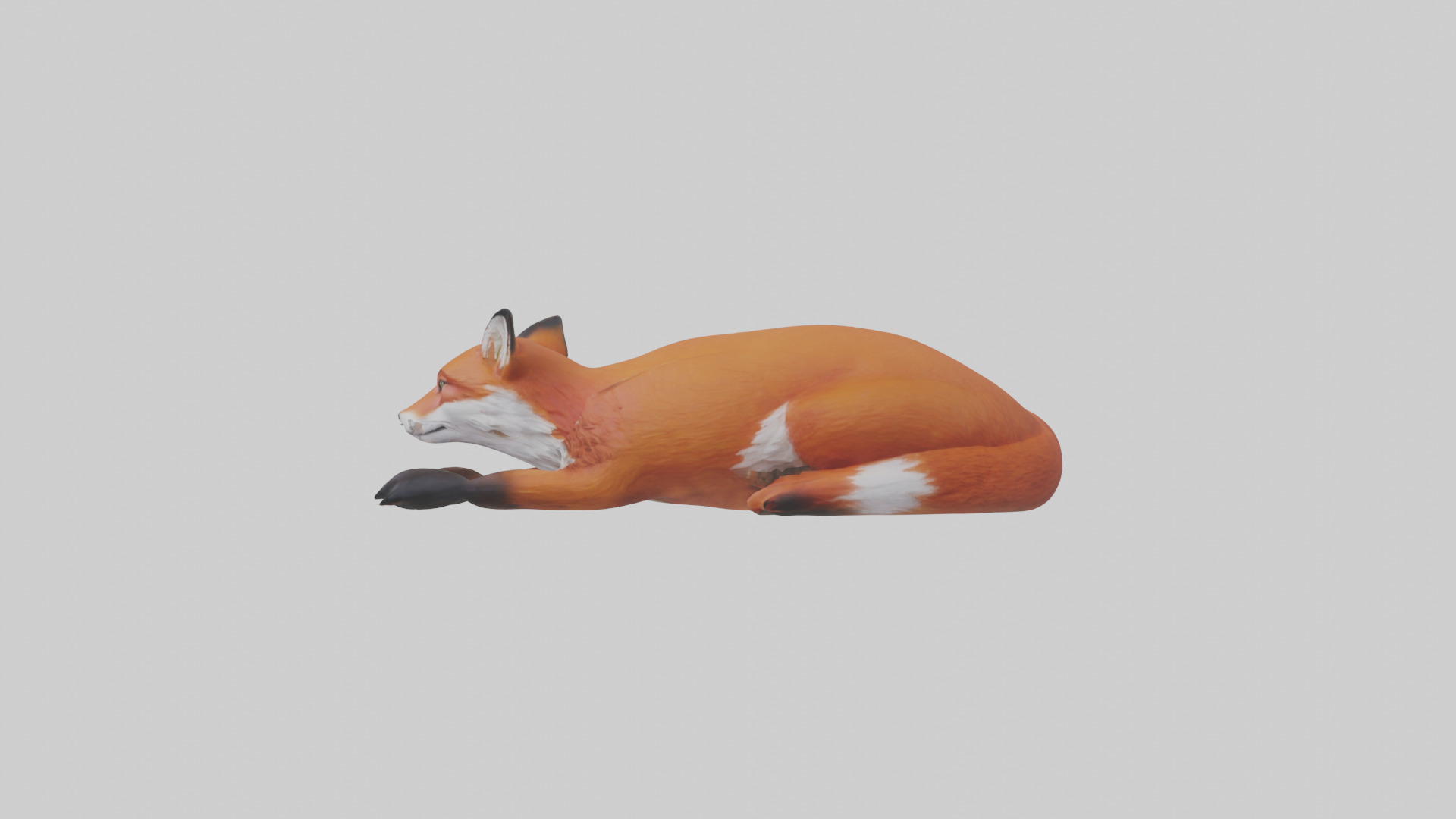 Red Fox resting model Low-poly 3D model_12