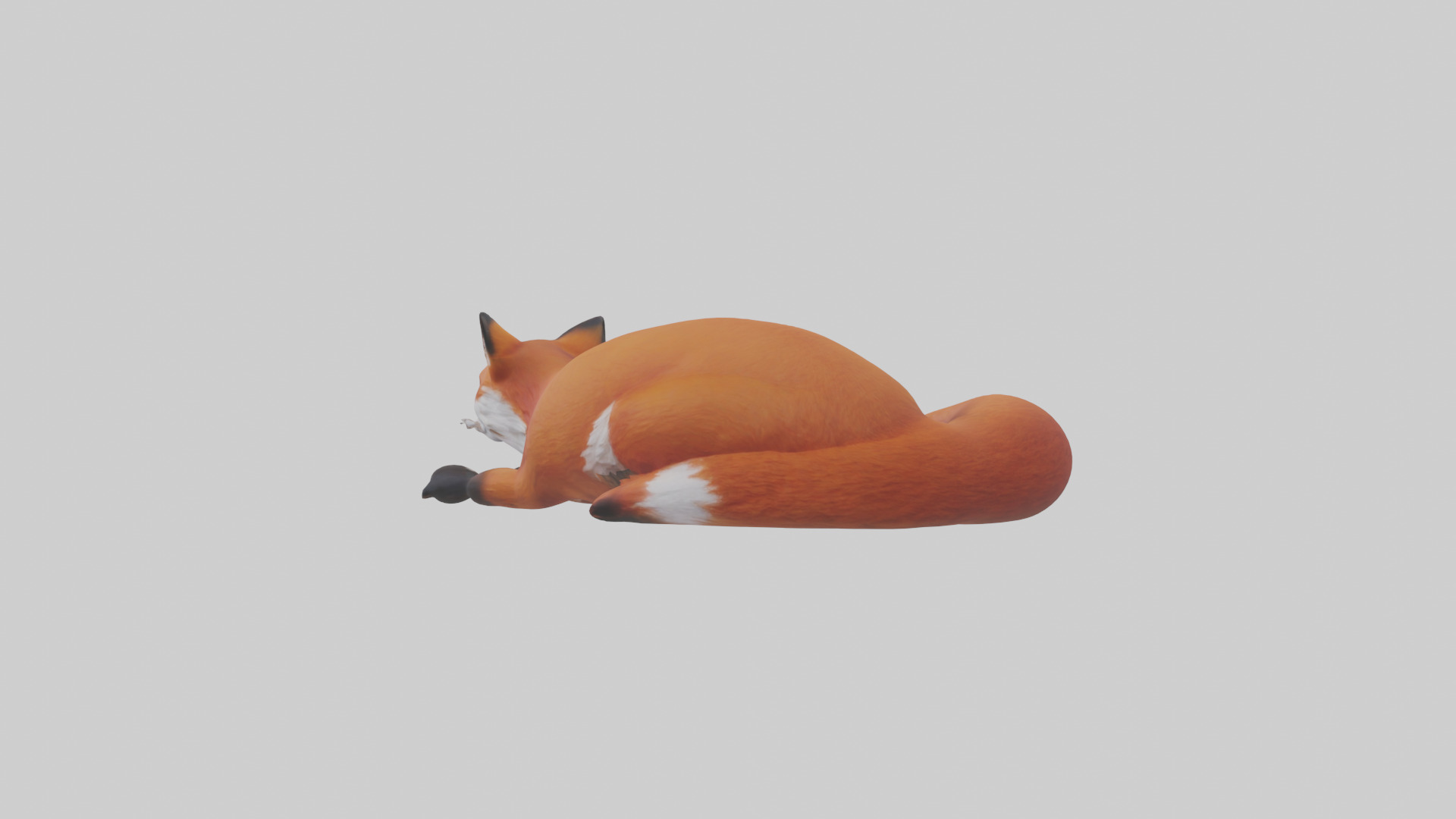 Red Fox resting model Low-poly 3D model_3