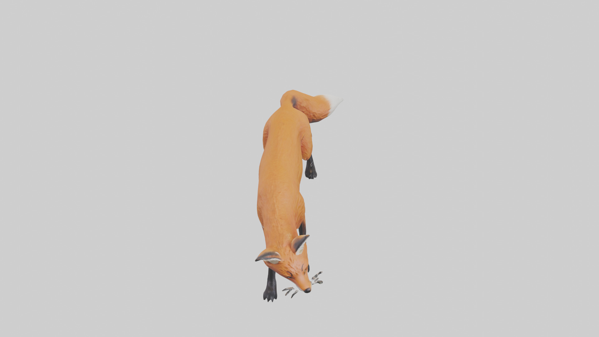Red Fox stalking model Low-poly 3D model_16