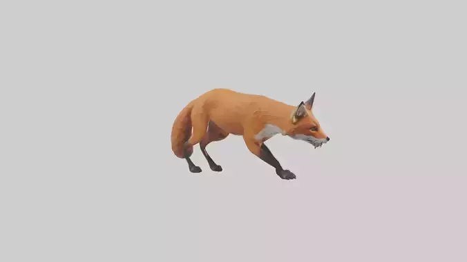 Red Fox stalking model Low-poly 3D model
