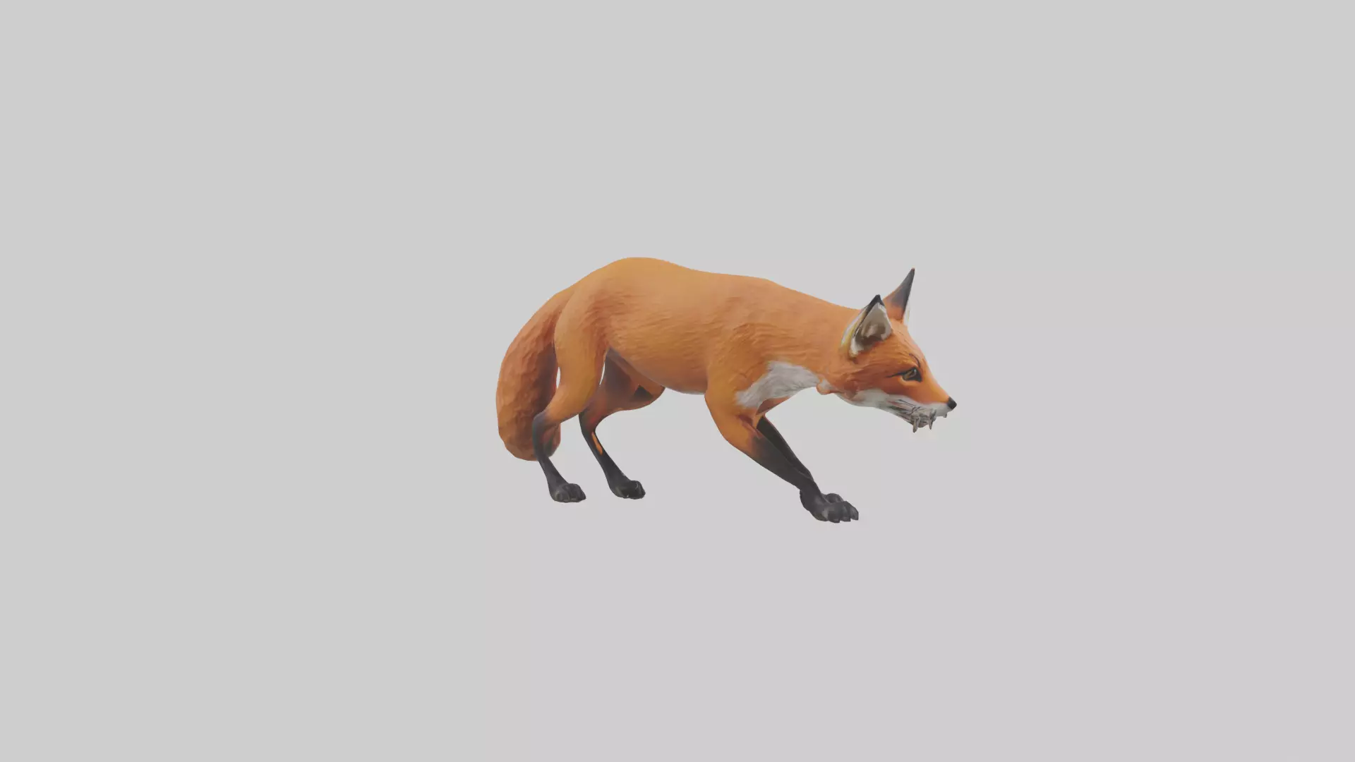 Red Fox stalking model Low-poly 3D model_0
