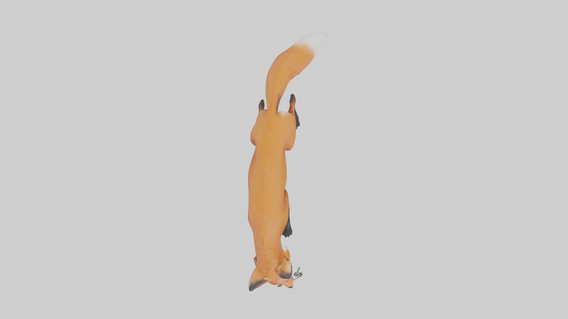 Red Fox stalking model Low-poly 3D model_14
