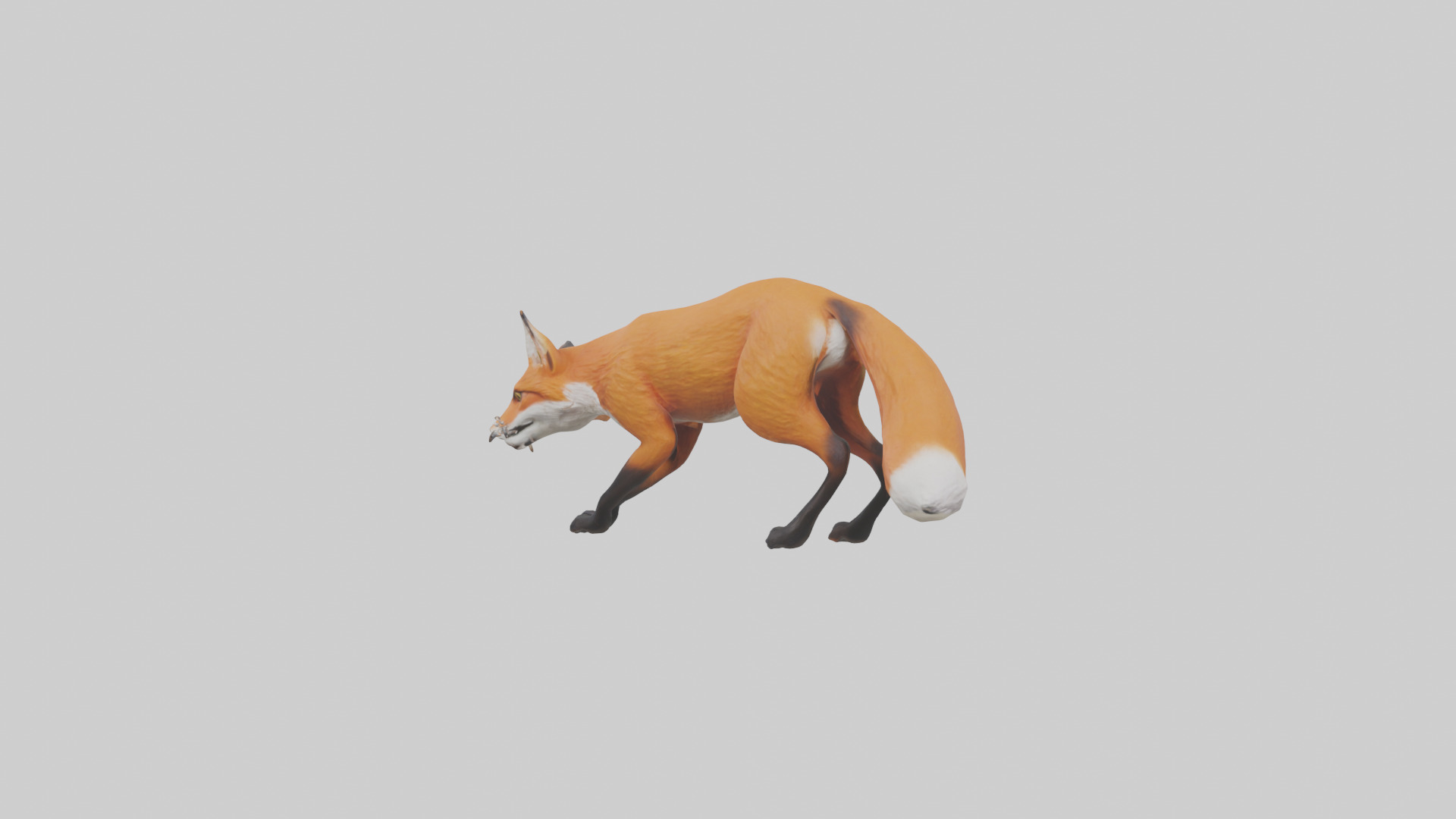 Red Fox stalking model Low-poly 3D model_3