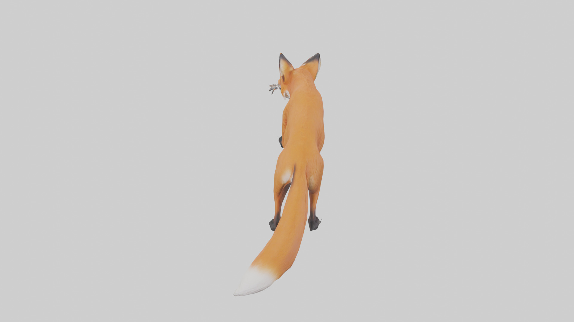 Red Fox stalking model Low-poly 3D model_15