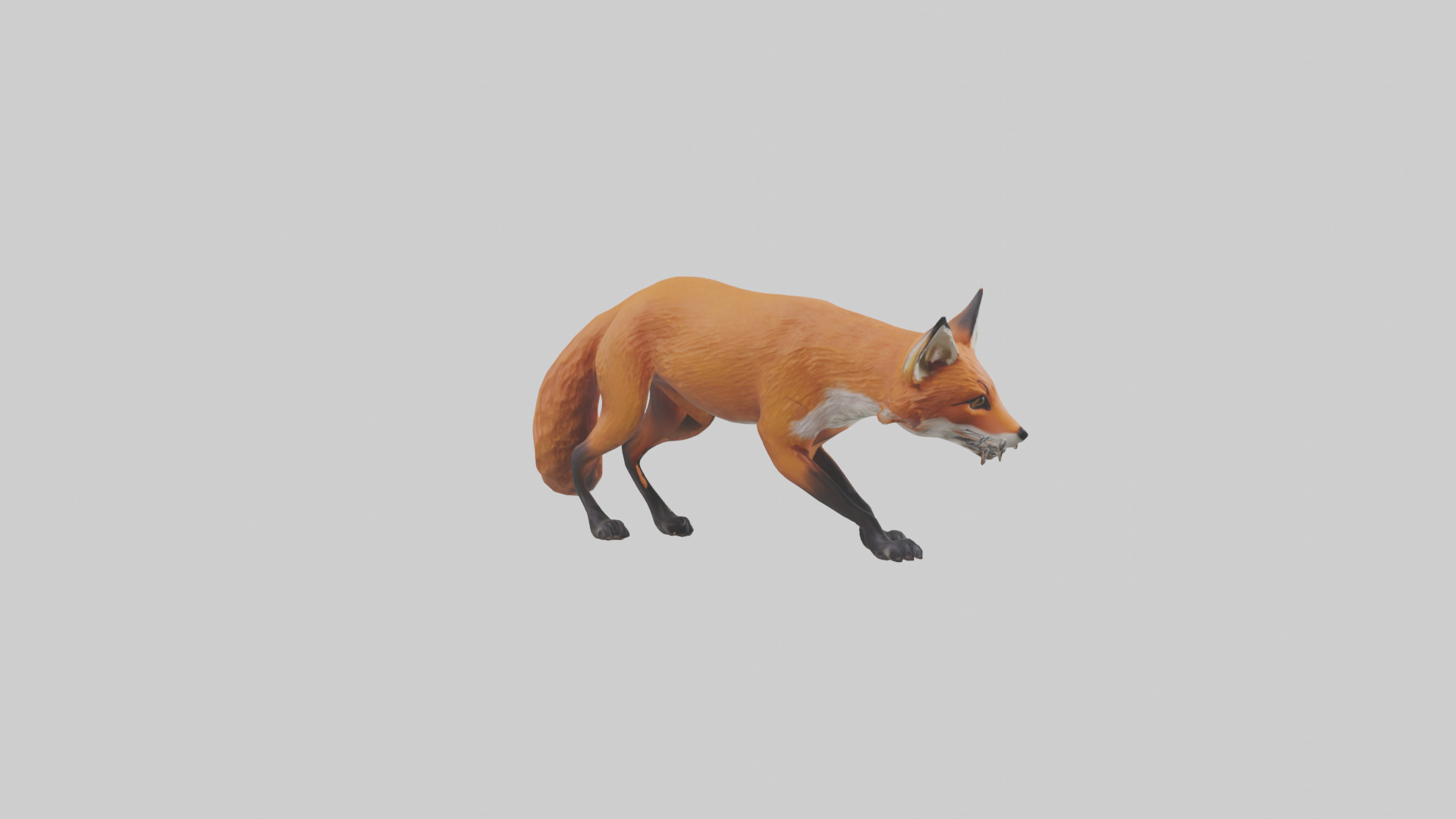 Red Fox stalking model Low-poly 3D model_11