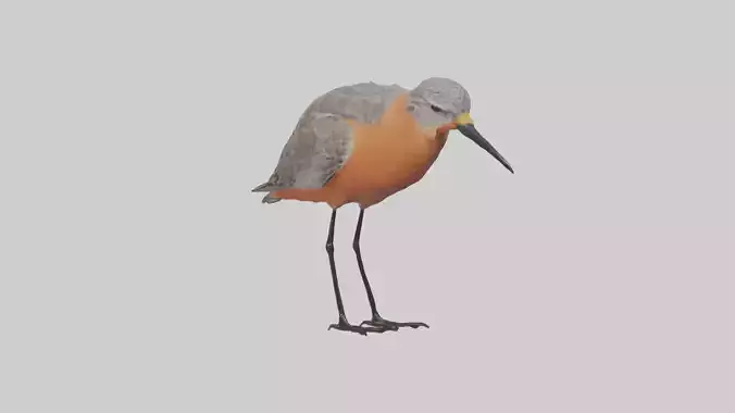 Red Knot feeding model Low-poly 3D model
