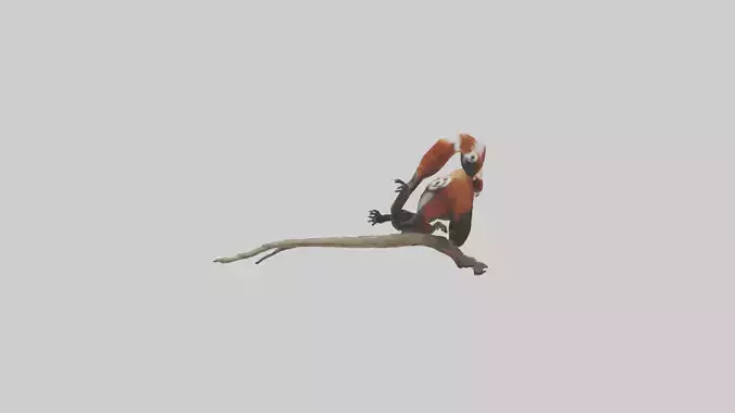 Red Panda climbing model Low-poly 3D model