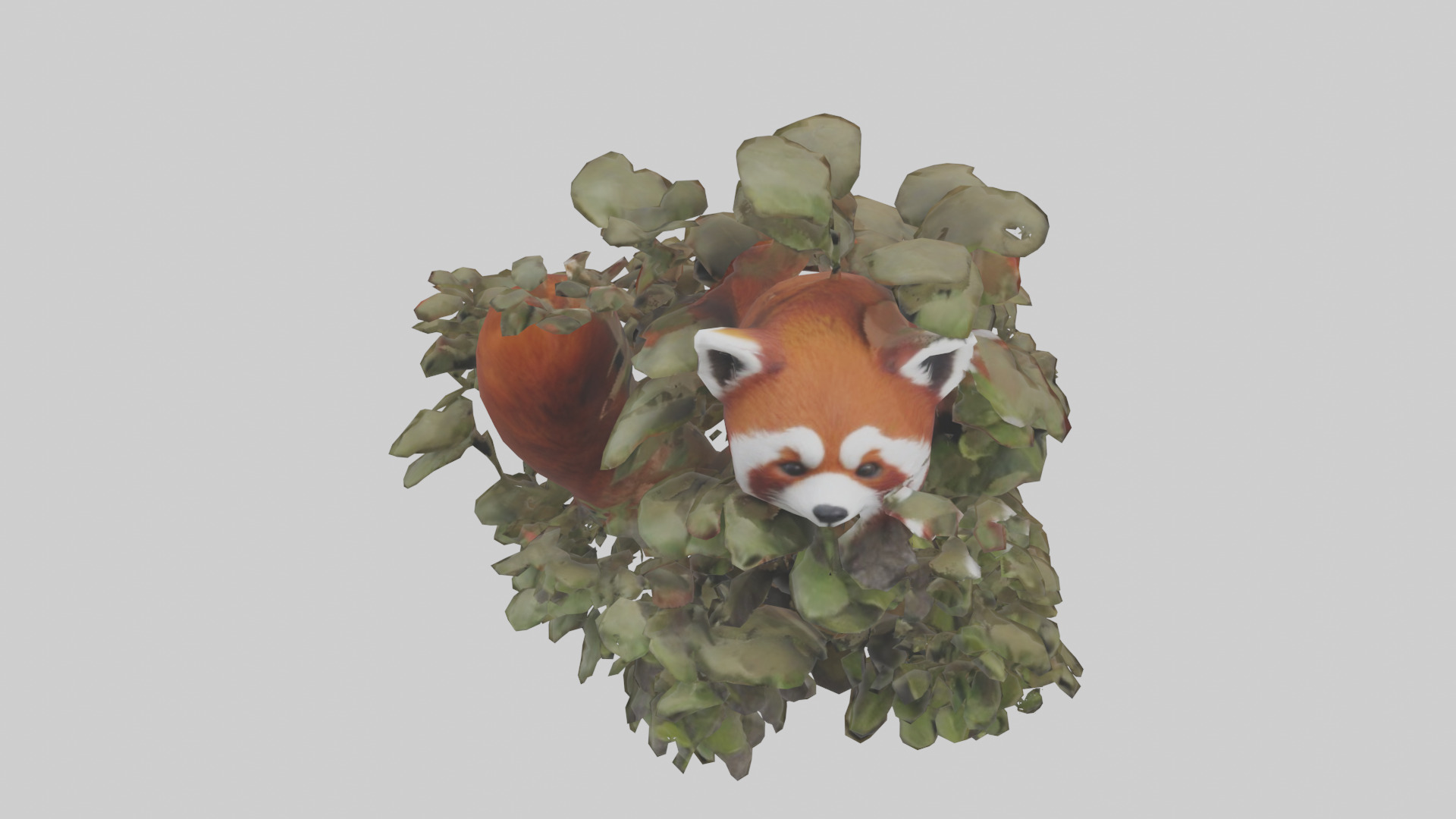 Red Panda hiding model Low-poly 3D model_16