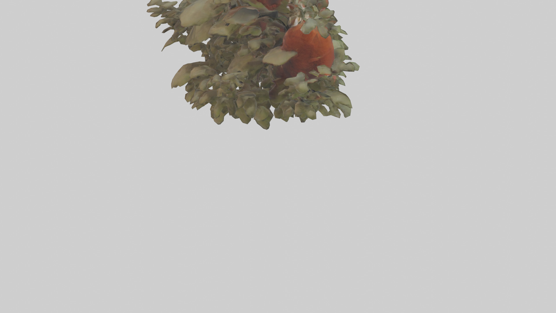 Red Panda hiding model Low-poly 3D model_4