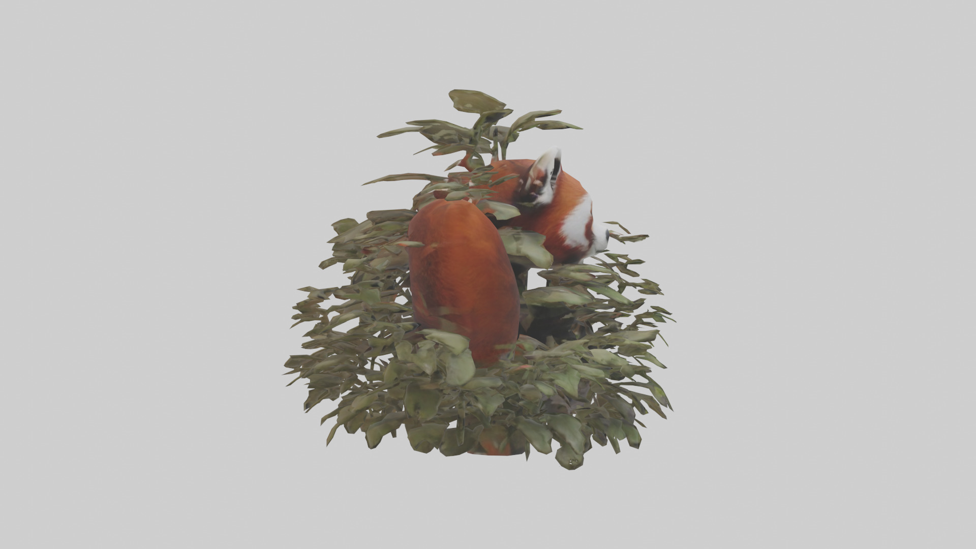 Red Panda hiding model Low-poly 3D model_13