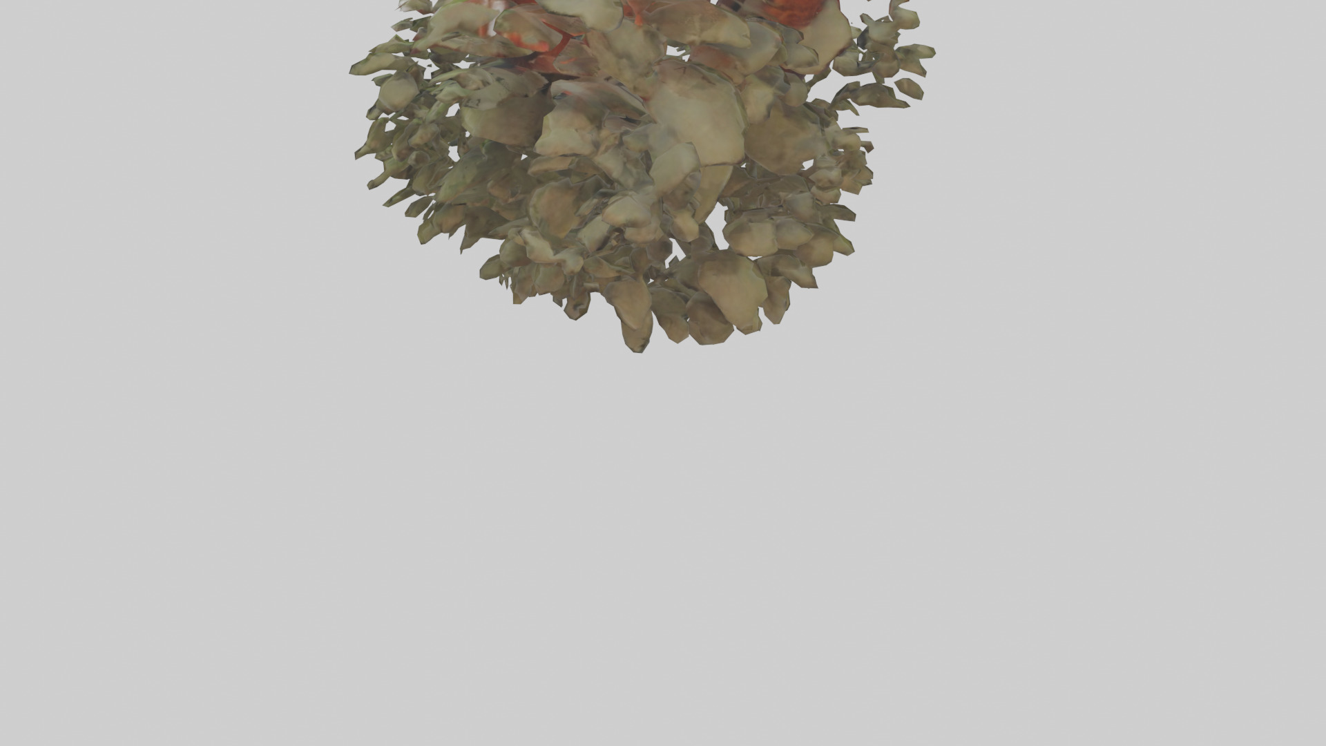 Red Panda hiding model Low-poly 3D model_3