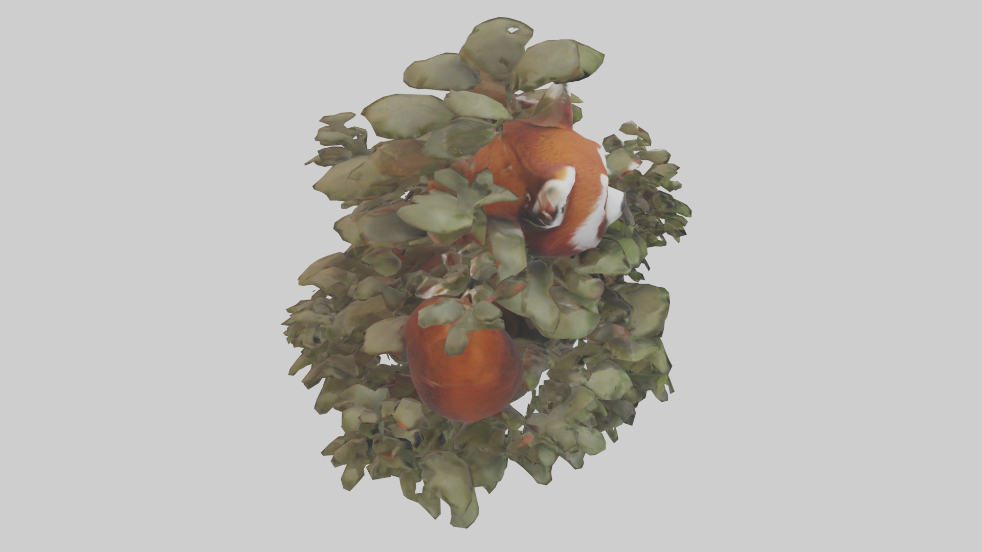 Red Panda hiding model Low-poly 3D model_18