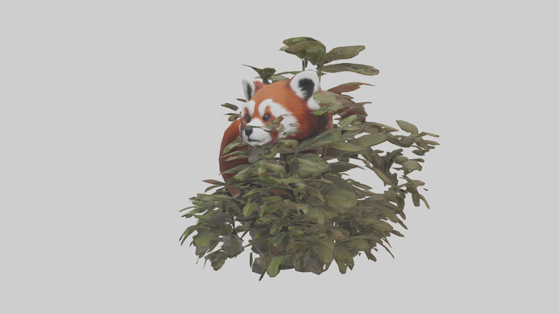 Red Panda hiding model Low-poly 3D model_8